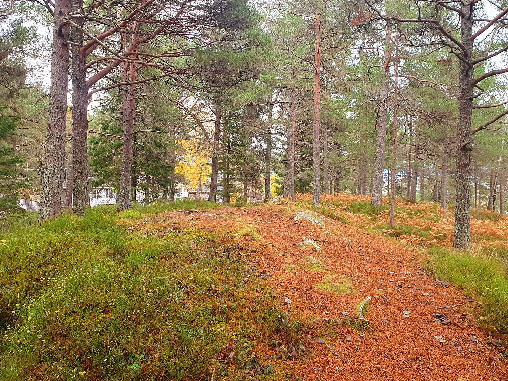 Sjølskotthaugen