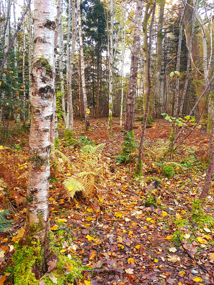 Retiroskogen 