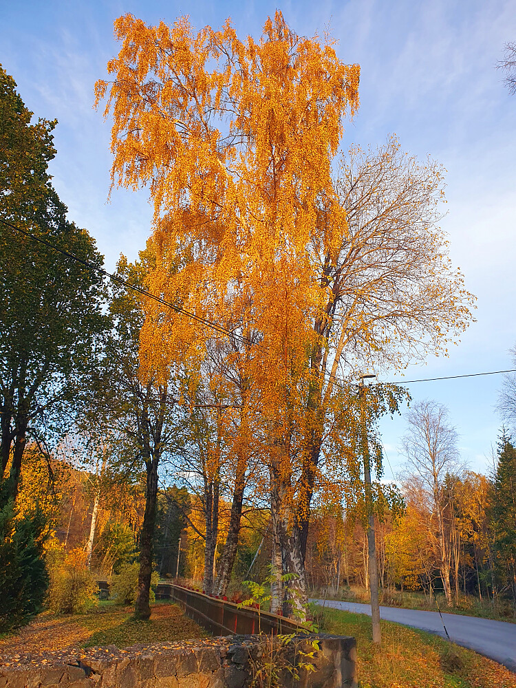 Bjørk (Tøndergård) 