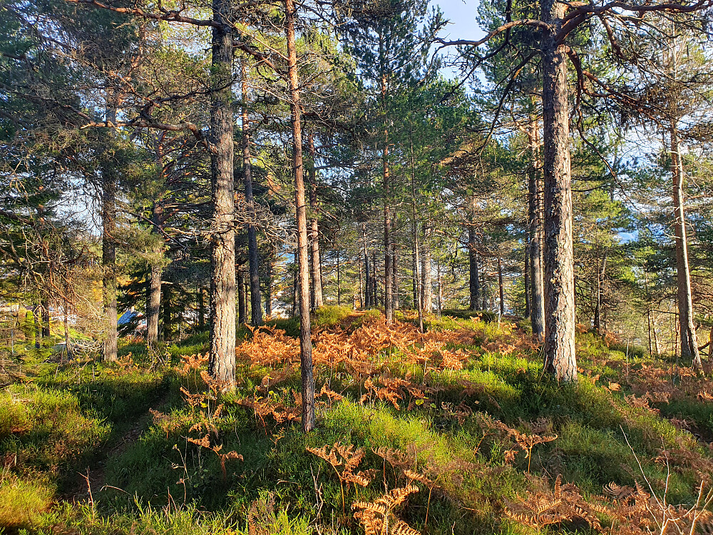 Sjølskotthaugen 