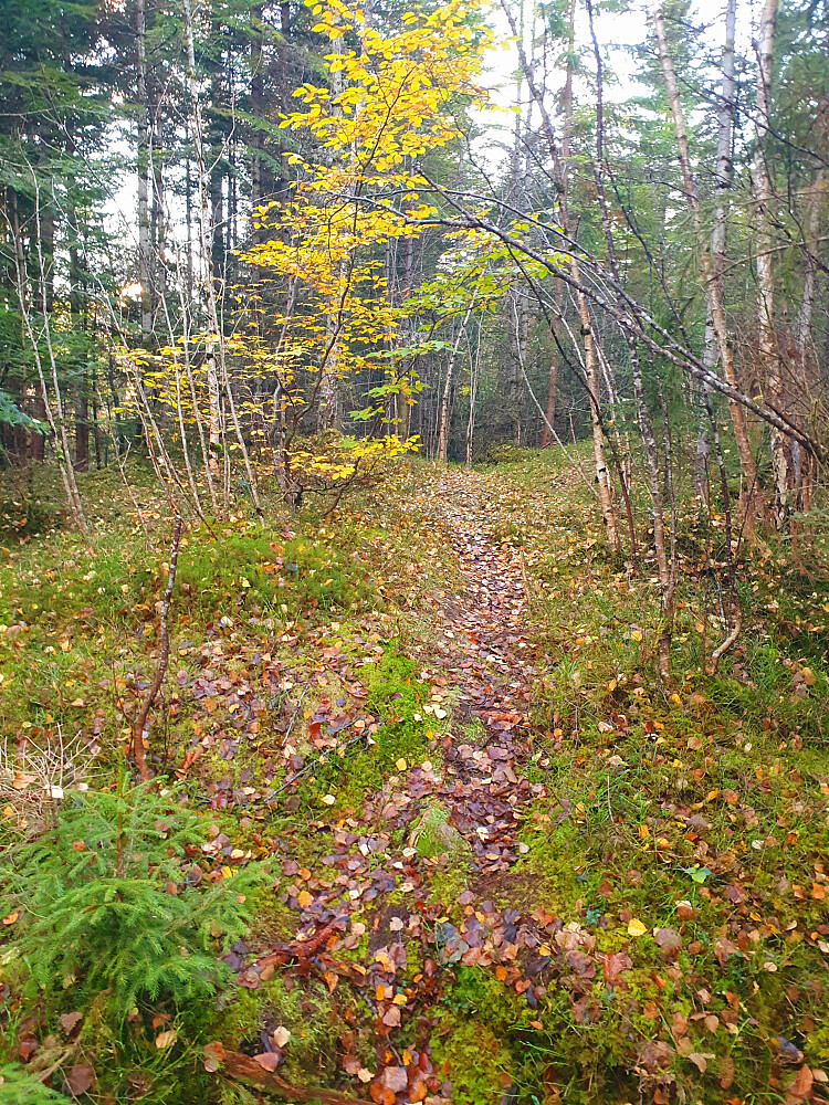 Over Retirohaugen 