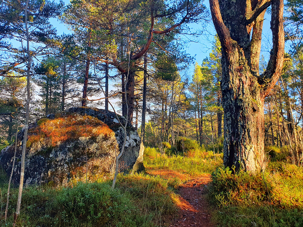 Mot Øverlandshaugen 