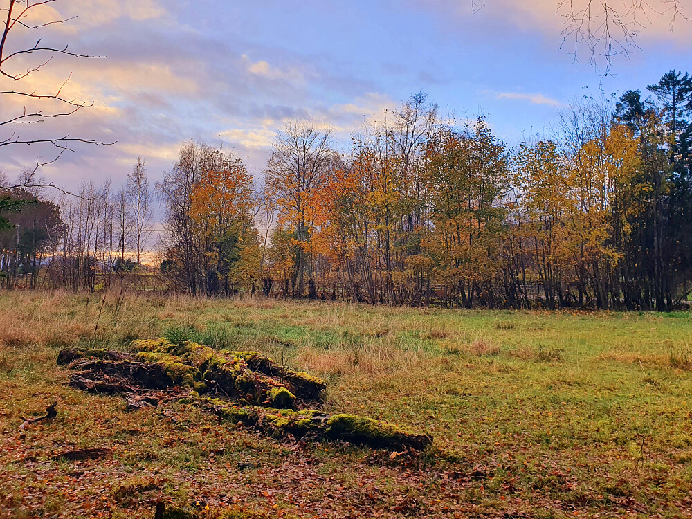 Kveldslys utenfor Retiroskogen 