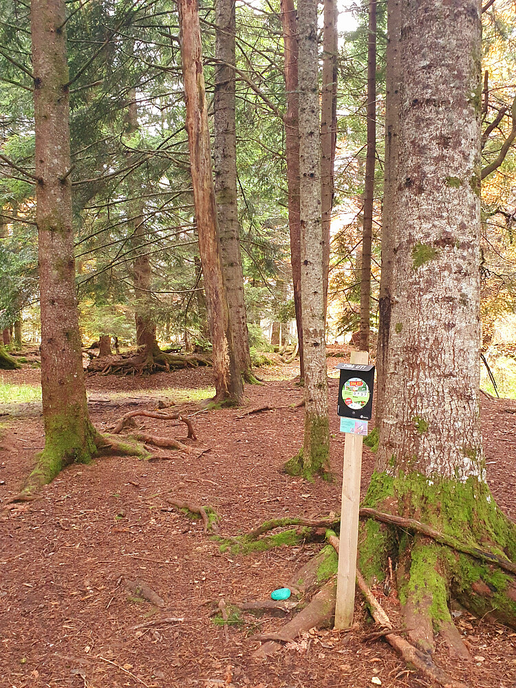 Siste stikk-ut registrering i Retiroskogen 