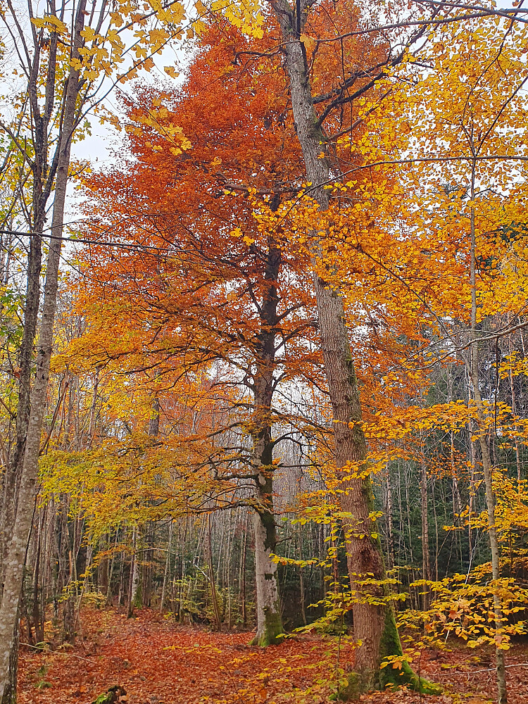 Flotte farger på bøken enda  