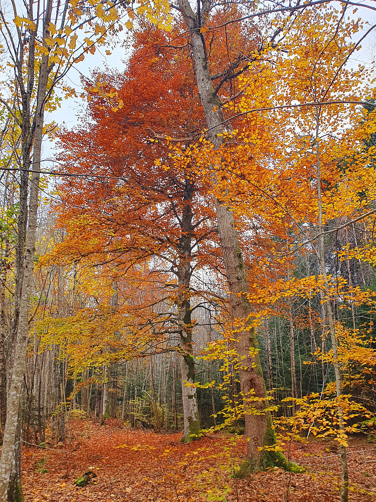 Bøk i flotte høstfarger 
