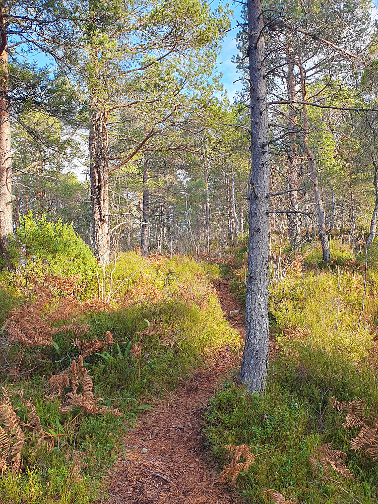 Mellom Amtmannsreshaugen og Øverlandshaugen 