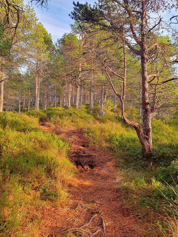 Mellom Øverlandshaugen og Amtmannsreshaugen