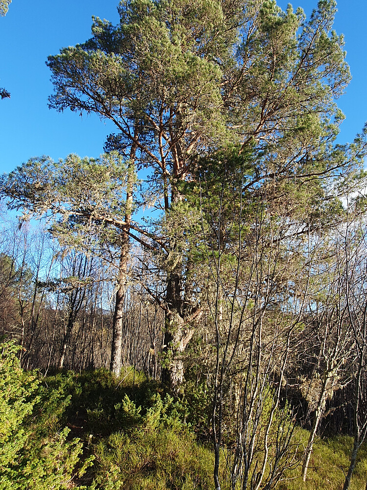 På Moldegårdshaugen