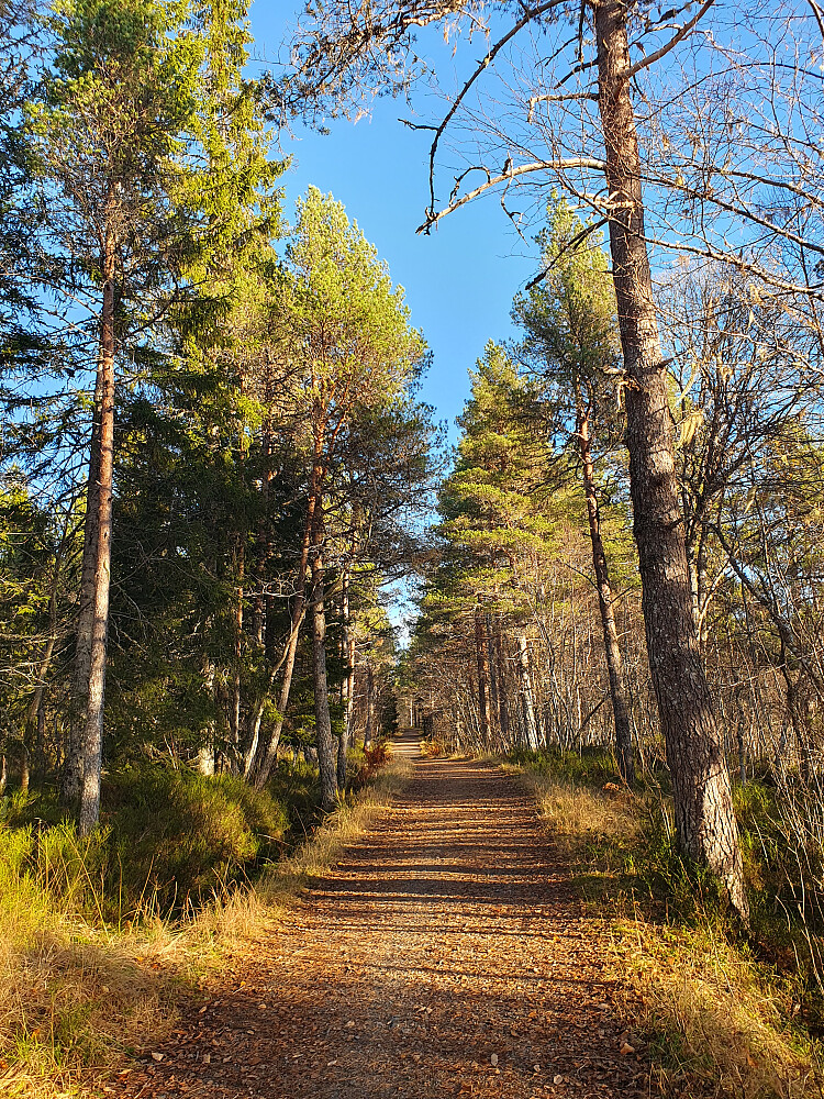 Fint opp Skyttervegen