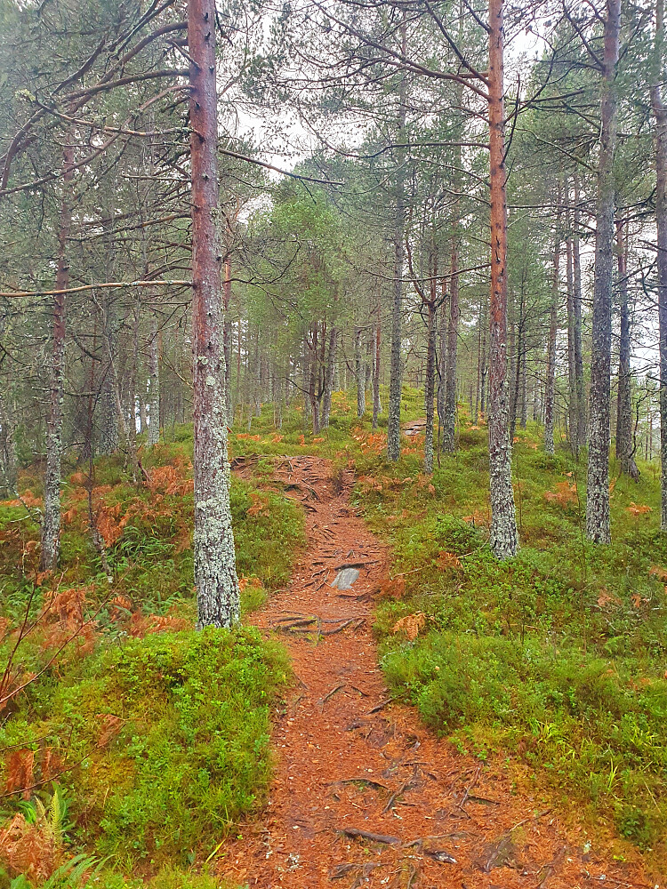 Opp på Brattlihaugen i fin furuskog