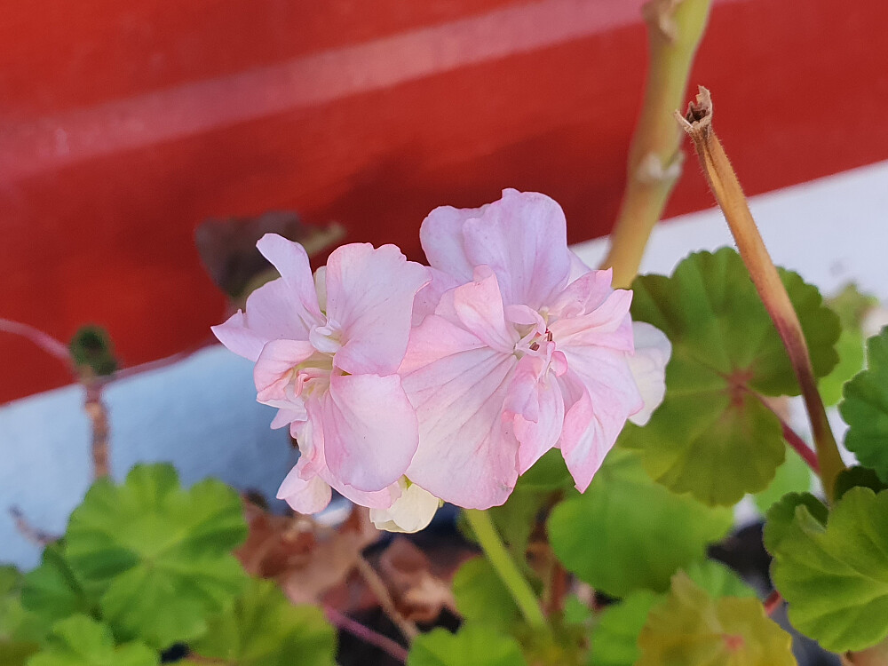Pelargonium