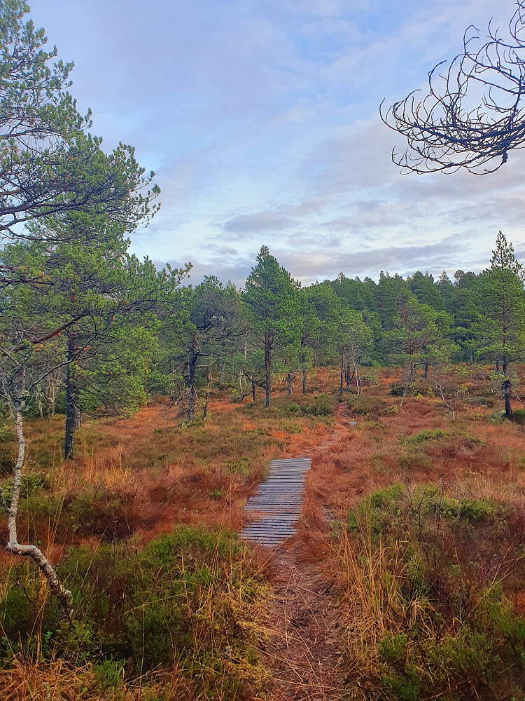 Mellom Amtmannsreshaugen og Øverlandshaugen 