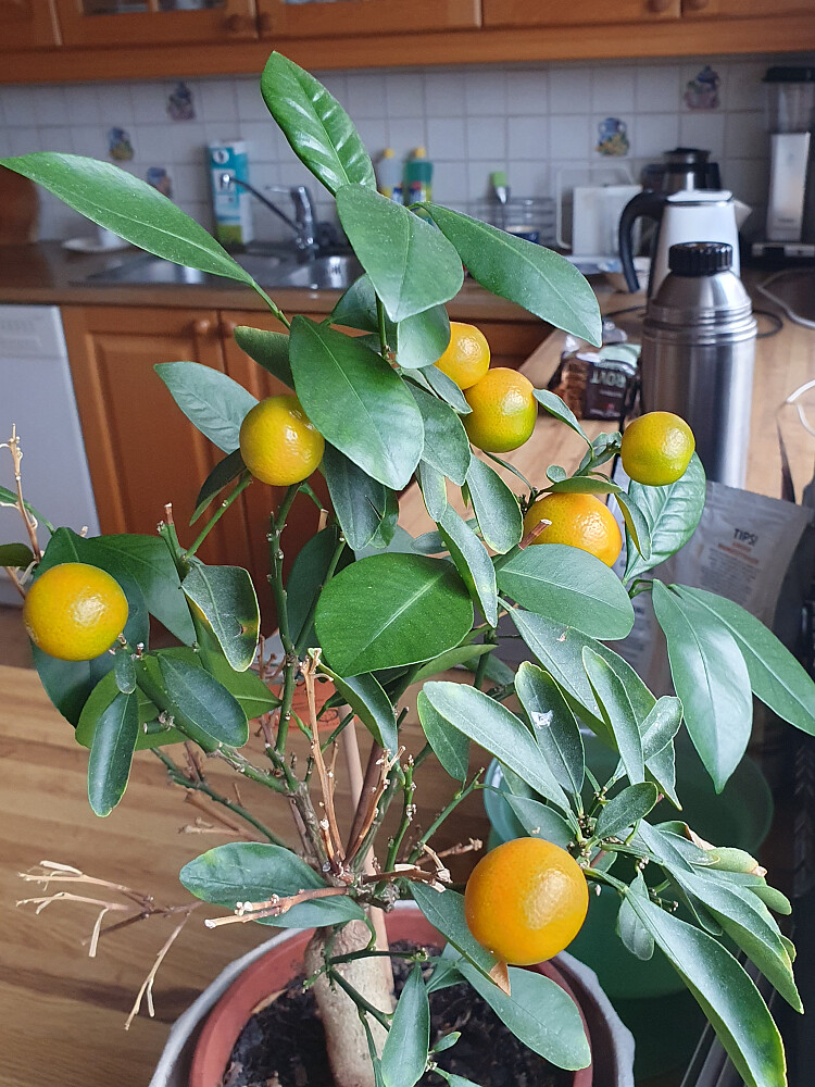 Modne Calamondiner :-) 