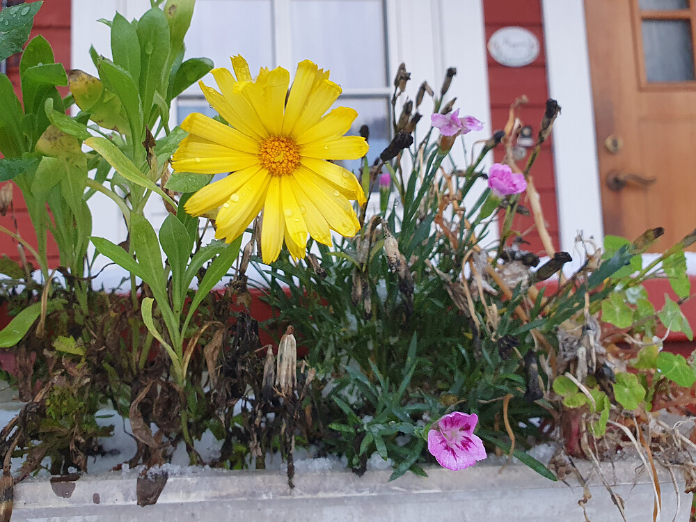 Ringblomsten og hagenelliken holder ut 