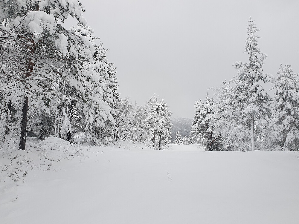 Oppe på Merrahaugen 