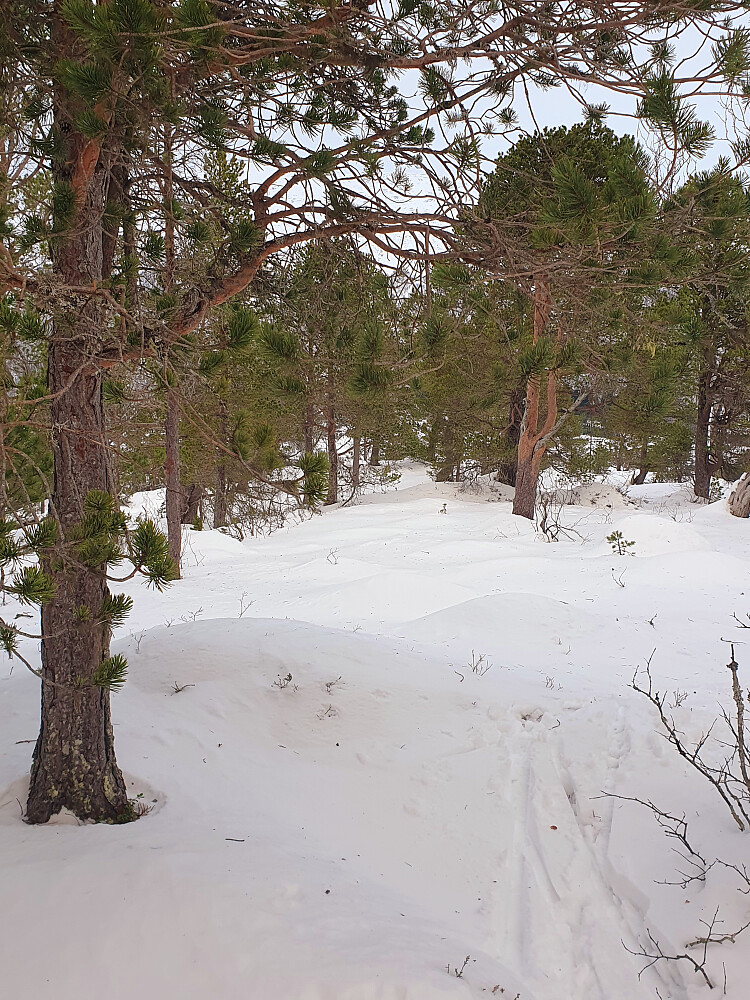 Brøytet meg opp til Ulvshaugen 