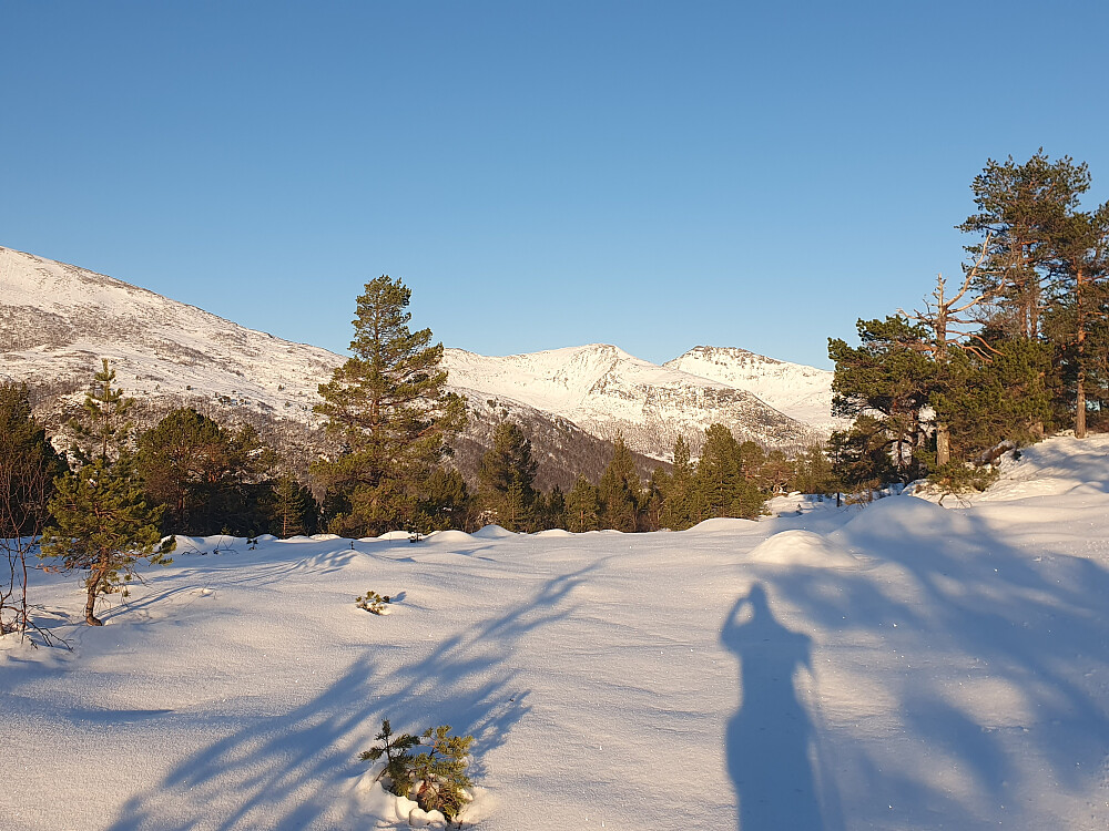 Haugan - mot Butippen og Bjørnen