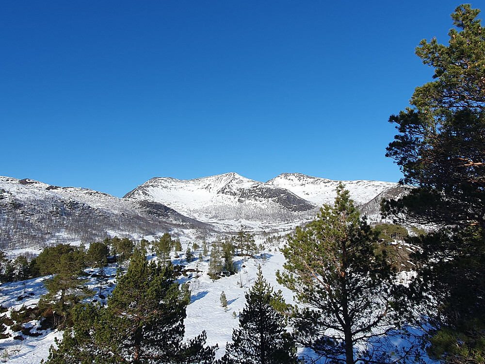 Berrmyrhaugan - mot Butippen og Bjørnen 