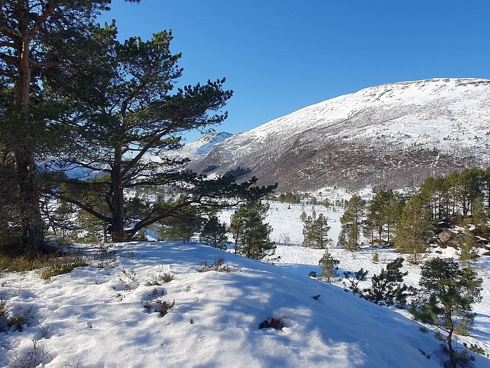Berrmyrhaugan - mot Urfjellet 