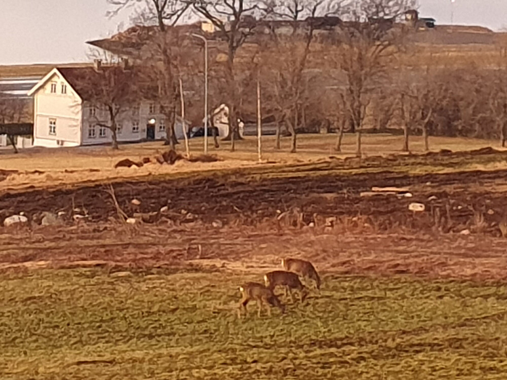 Hyggelige morgengjester