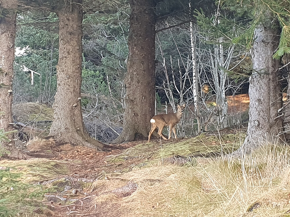 Rådyr på Innlandet 