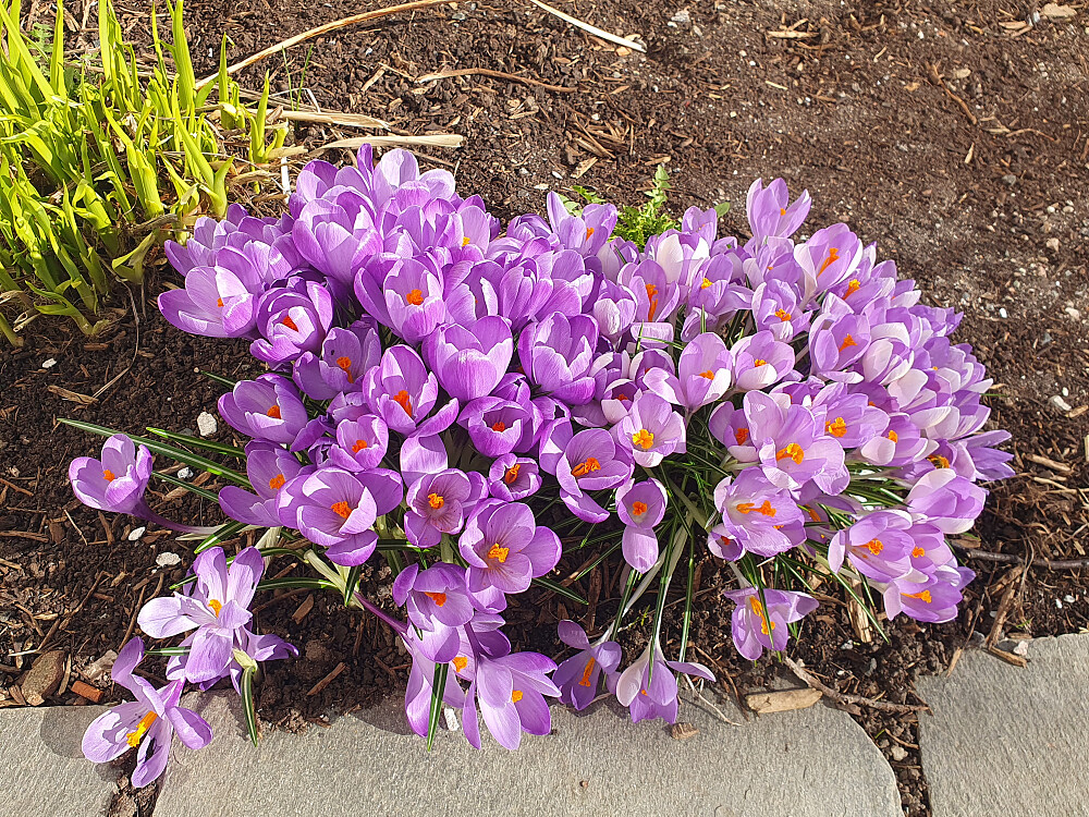 Krokus-sesongen i gang 