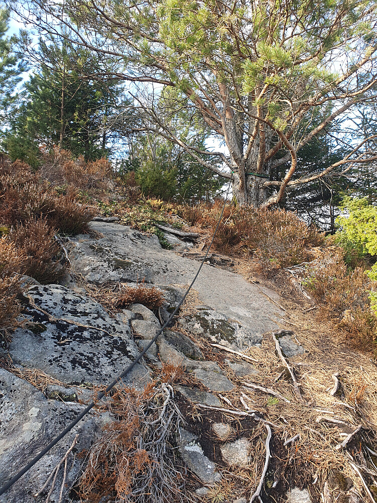 Jammen litt klyving opp til Jærmannburet :-)  