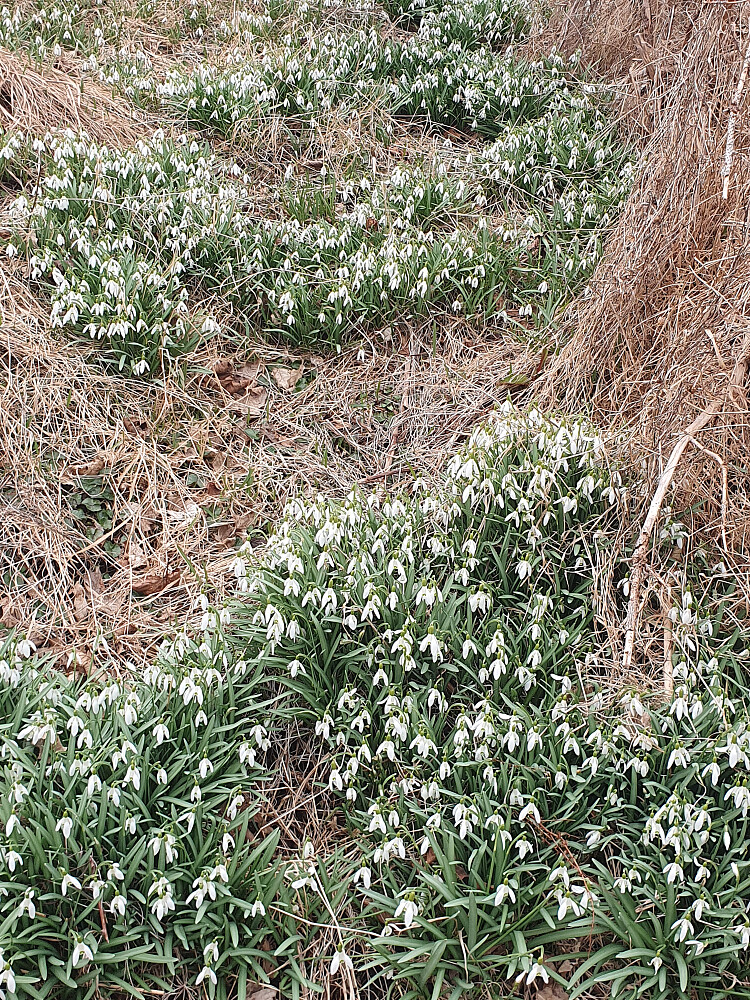 Mye snøklokker opp mot Wesselhaugan øst