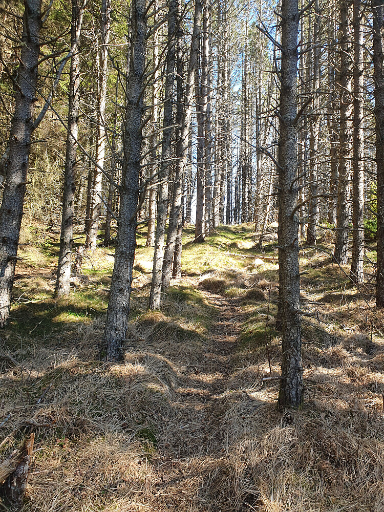 Fin liten skog til og med 