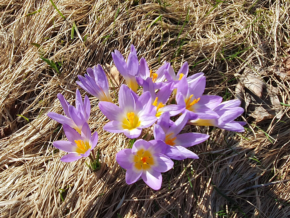 Krokus