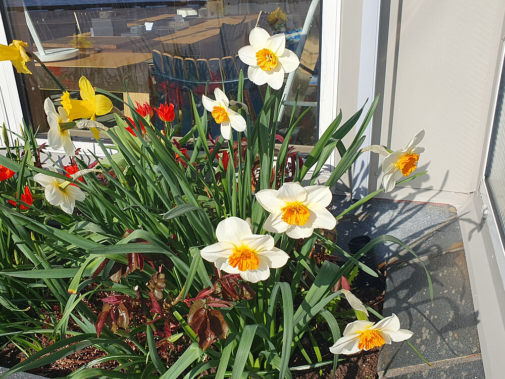 Pinseliljen også kommet