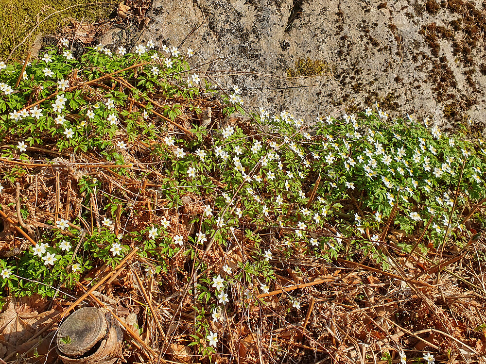 Mye hvitveis i Reknesparken