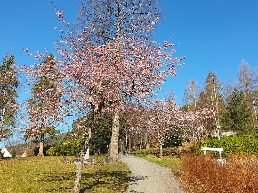 Kirsebærtreene i full blomst nå
