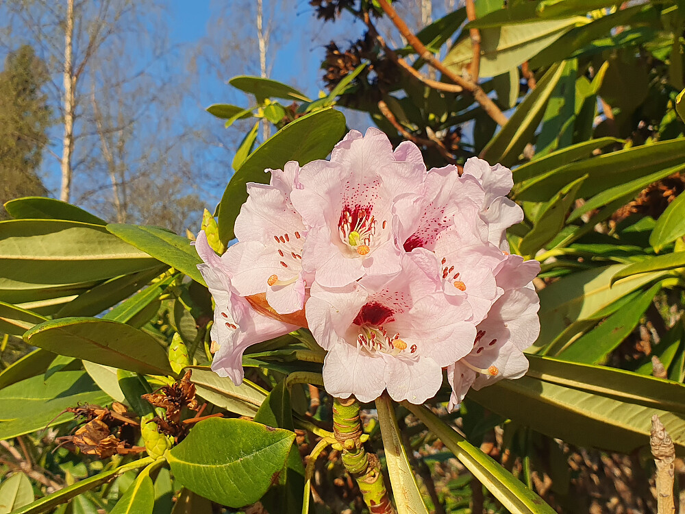 Første Rhododendron  