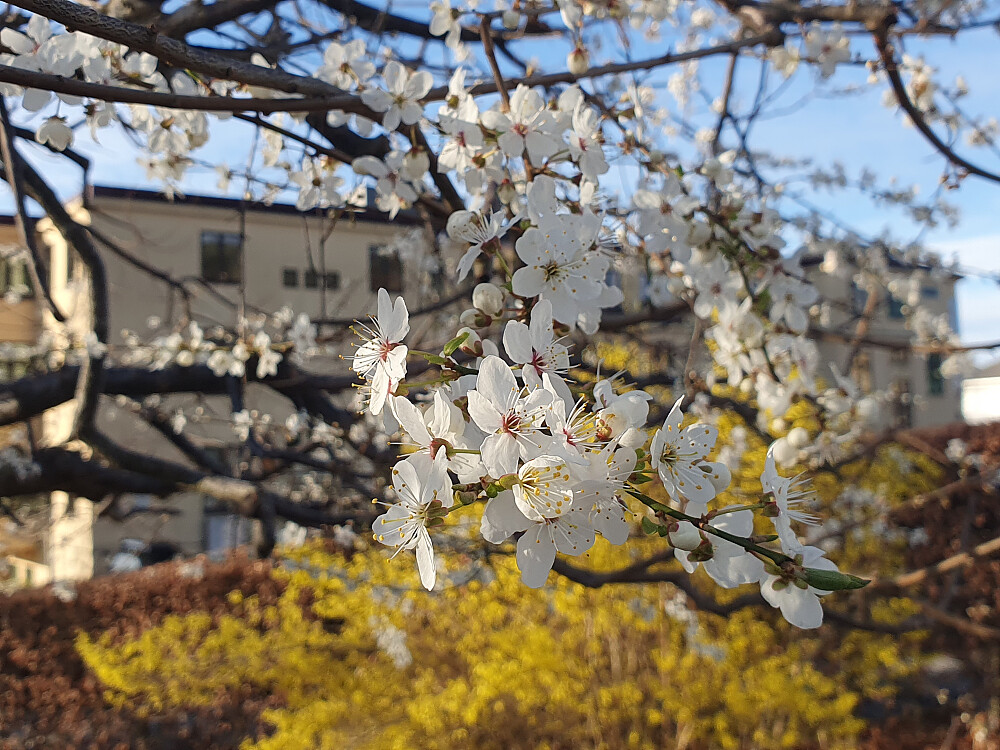Morelltre i blomstring i Chateauparken