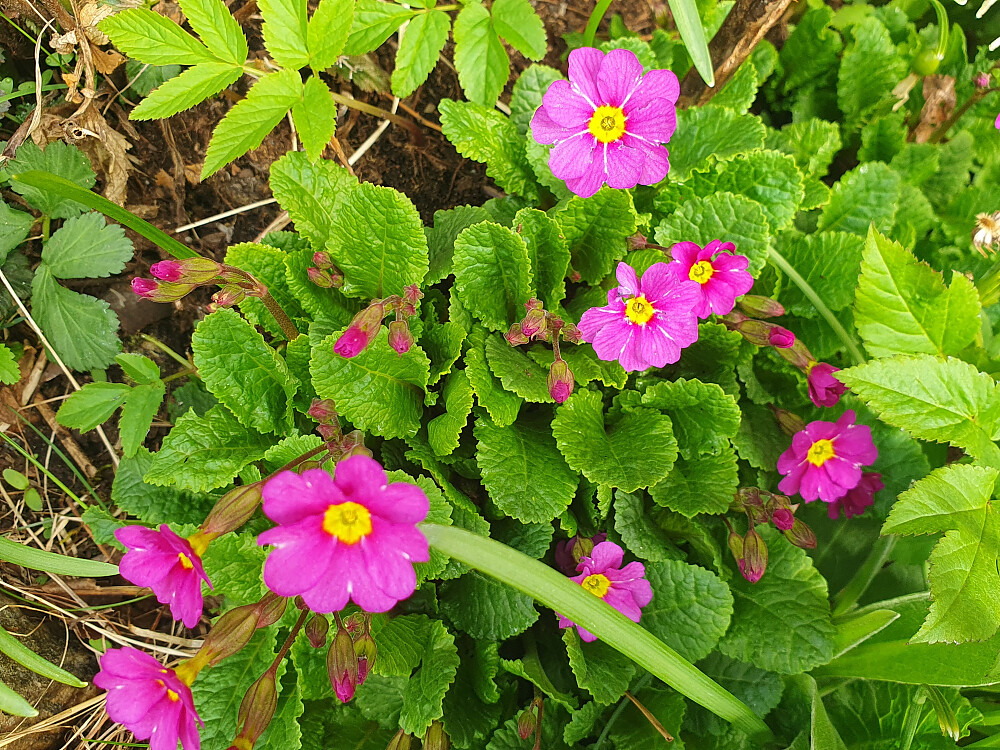 Primula