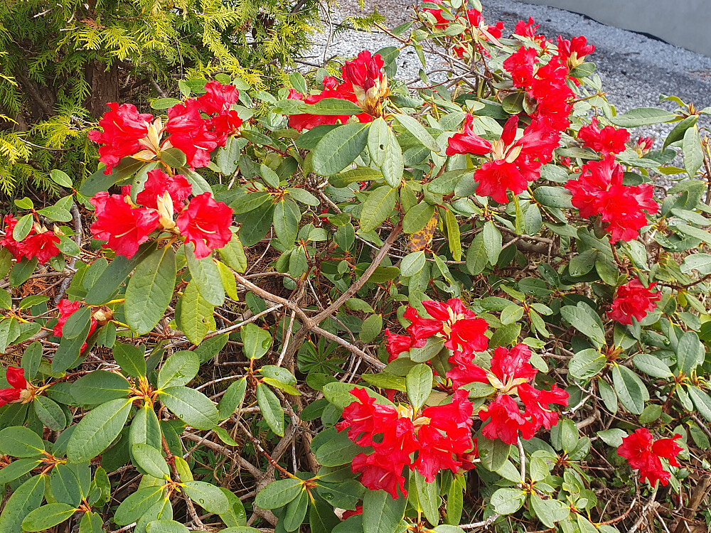 Rhododendron 