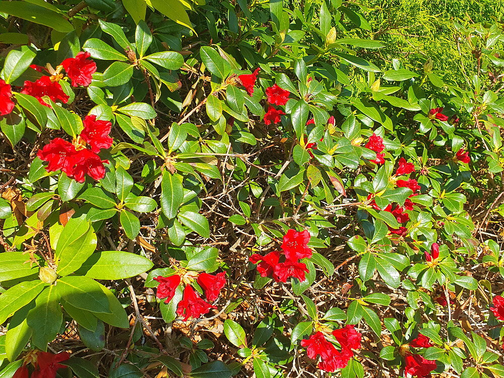 Rhododendron