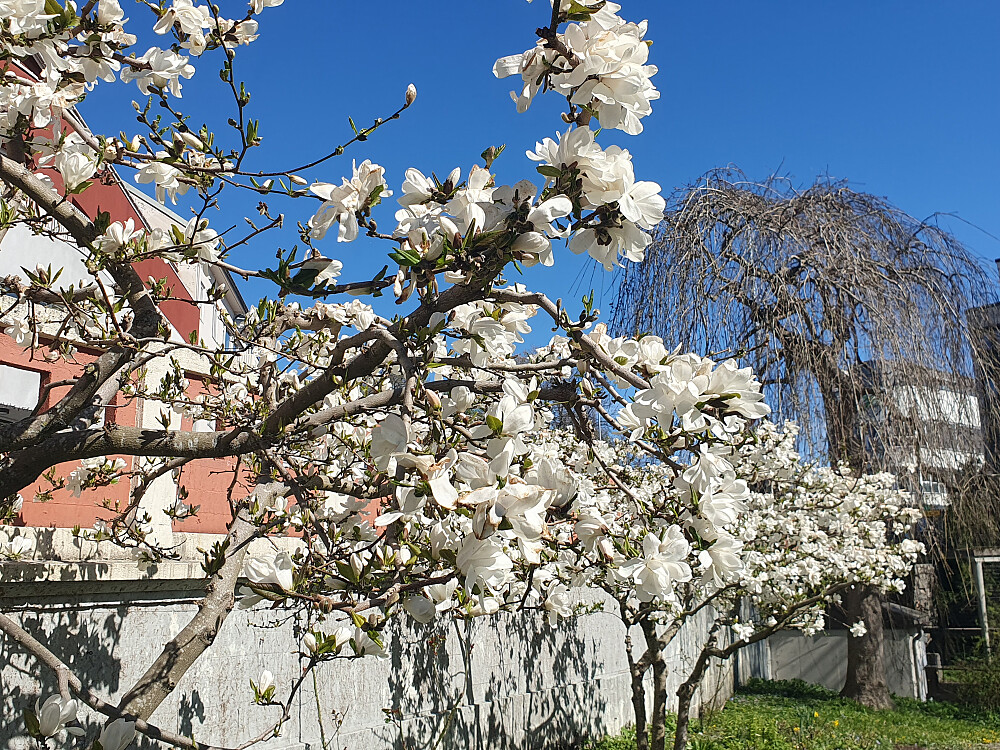 Magnolia i kinoparken