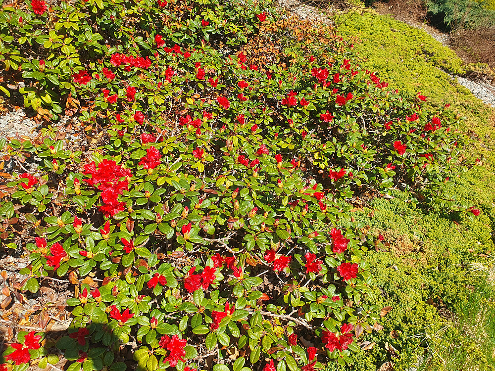Rhododendron
