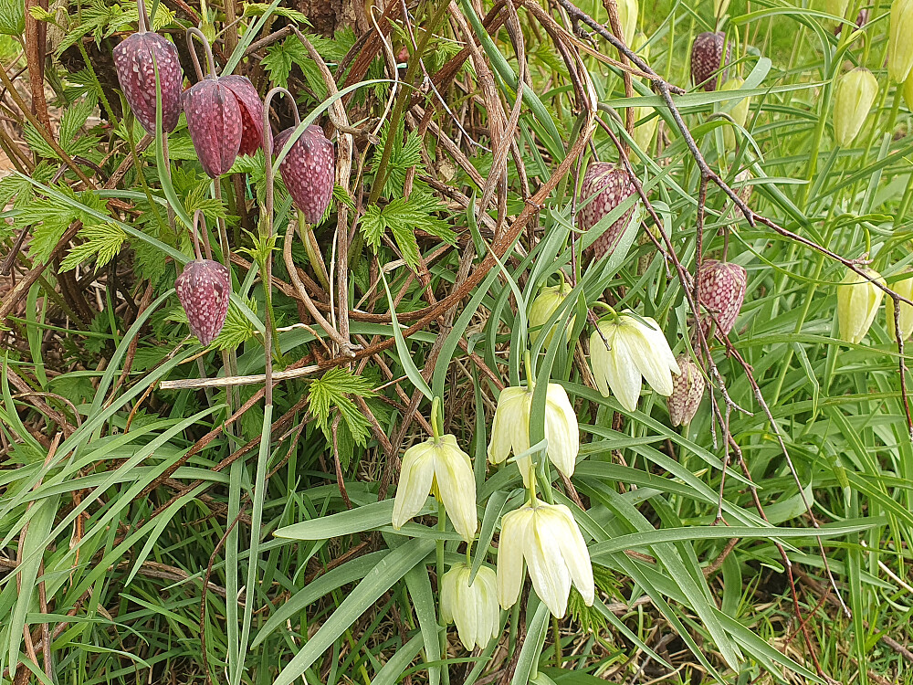Rutekrone (Rutelilje)