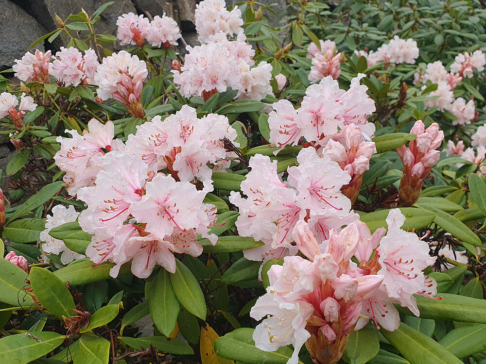 Rhododendron 