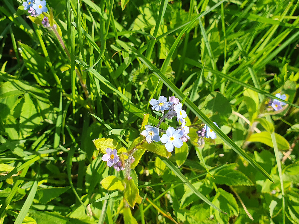 Forglemmegei 