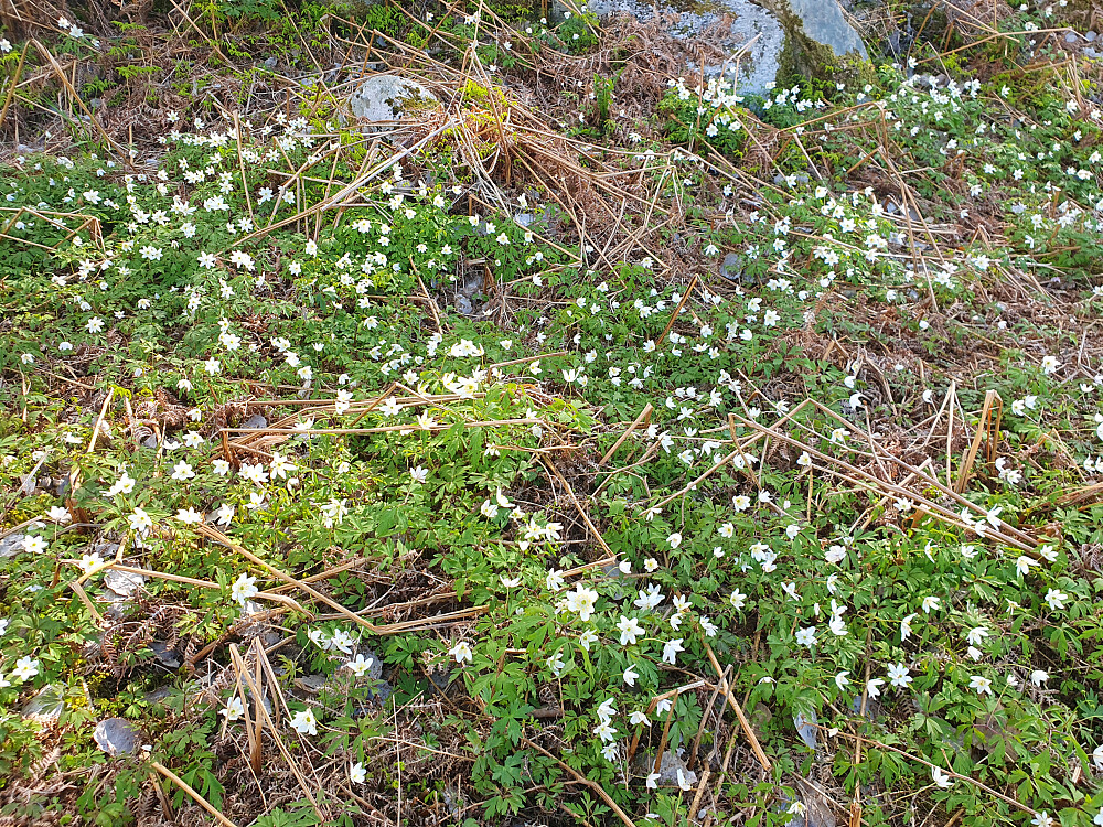 Hvitveis 