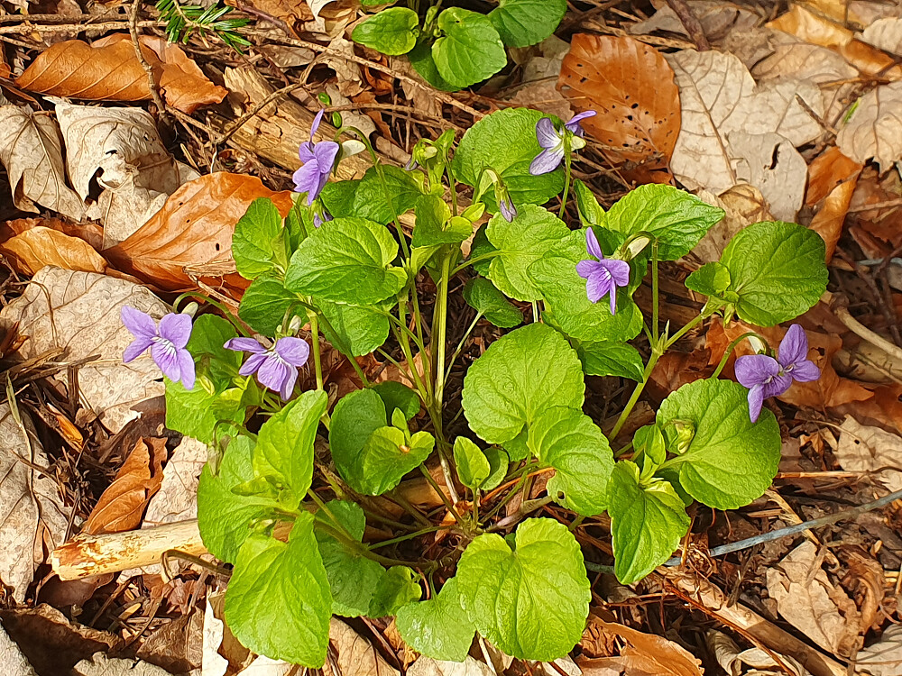 Skogfiol 