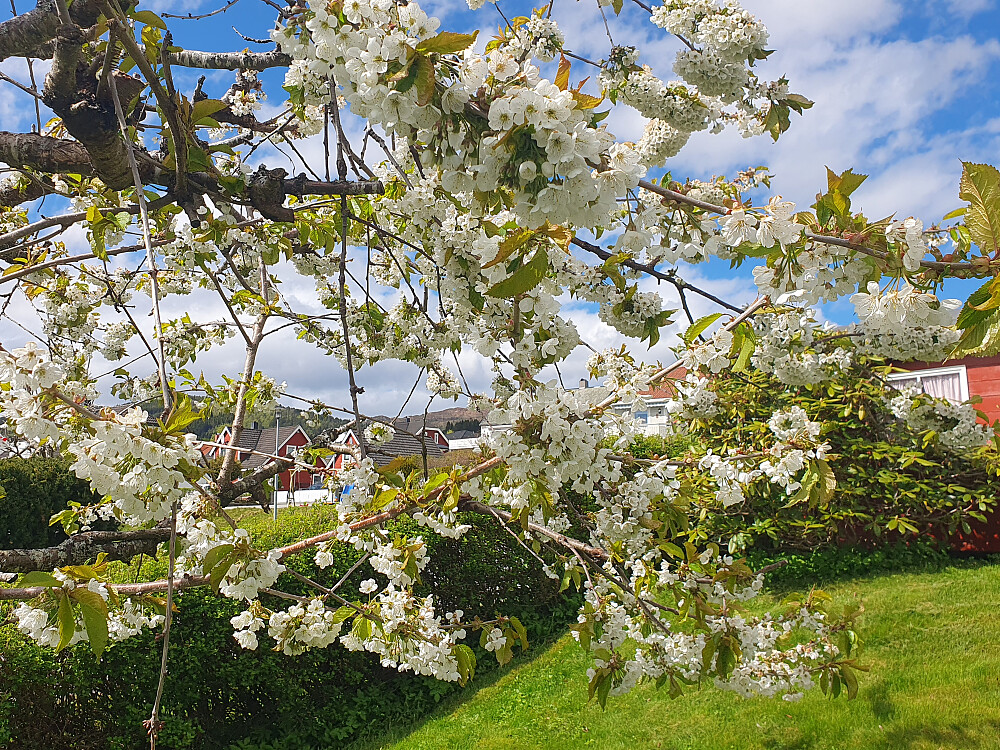 Mye blomstring i hagen - her morell