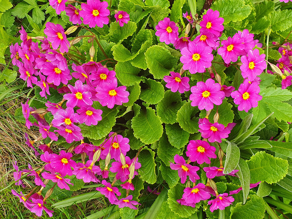 Primula