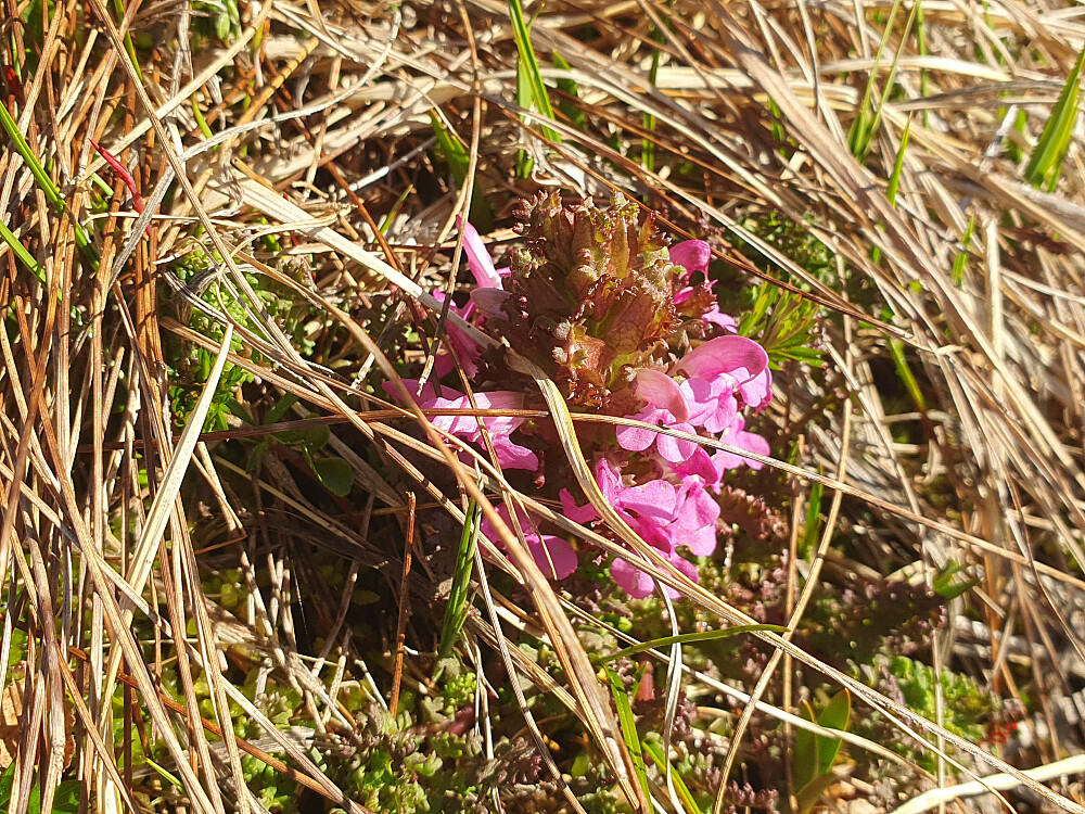 Kystmyrklegg