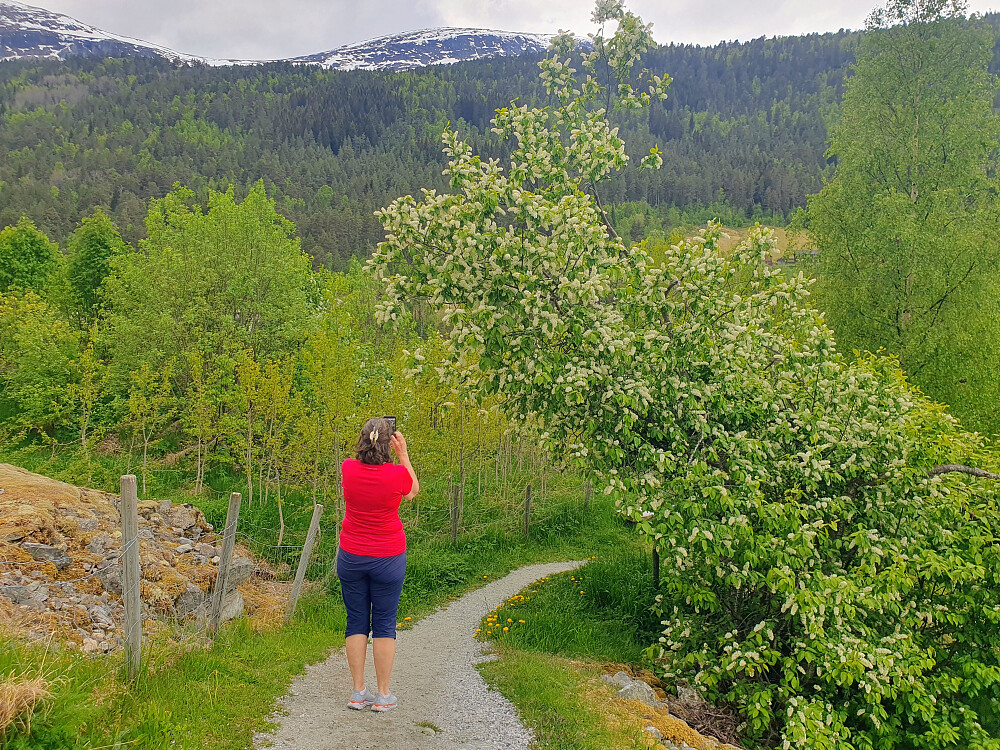Deilig lukt av hegg